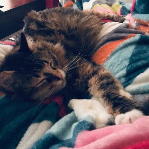 Meet your Posher, Mackenzie - Picture 2 of 2